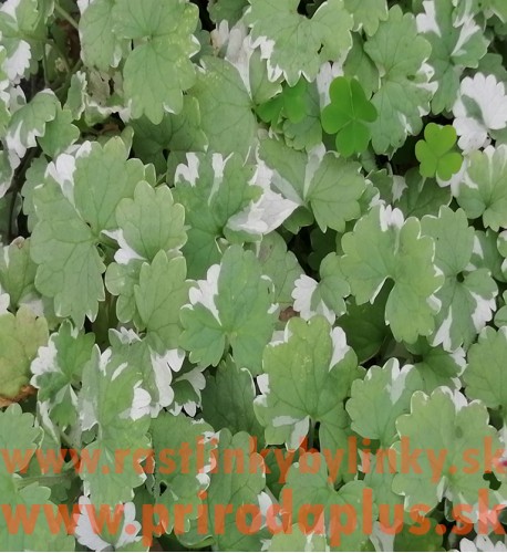 Zádušník strakatý, brečtanovitý „panašovaný“ - (Glechoma hederacea „variegata“ L.) 